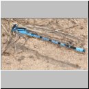 Enallagma cyathigerum - Gemeine Becherjungfer m02.jpg